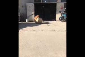 Funniest & Cutest Puppies - Funny Puppy Videos | Cute and Funny Dog Videos | Minutes of Funny Puppy