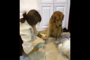 Funniest & Cutest Puppies - Funny Puppy Videos | Cute and Funny Dog Videos | Minutes of Funny Puppy