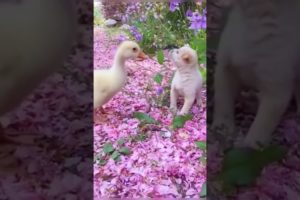 Funniest & Cutest Puppies - Funny Puppy Videos | Cute and Funny Dog Videos | Minutes of Funny Puppy