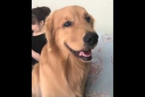 Funniest & Cutest Puppies - Funny Puppy Videos | Cute and Funny Dog Videos | Minutes of Funny Puppy