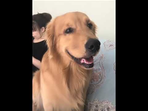Funniest & Cutest Puppies - Funny Puppy Videos | Cute and Funny Dog Videos | Minutes of Funny Puppy
