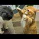 Funny animals - Funny cats / dogs - Funny animal videos 213