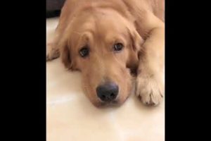 Funniest & Cutest Puppies - Funny Puppy Videos | Cute and Funny Dog Videos | Minutes of Funny Puppy