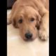 Funniest & Cutest Puppies - Funny Puppy Videos | Cute and Funny Dog Videos | Minutes of Funny Puppy