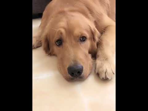 Funniest & Cutest Puppies - Funny Puppy Videos | Cute and Funny Dog Videos | Minutes of Funny Puppy