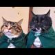 Funny animals - Funny cats / dogs - Funny animal videos 206