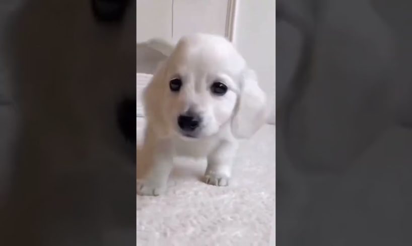 Aww cute puppies 🐩 Funny moments Cute Pomeranian | Cutest Puppy #shorts #viral #tiktok #trending(3)