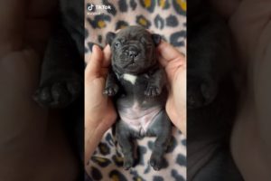 Doggos Doing Funny Things 🐕 Cutest Puppies TikTok Compilation|Shorts#TikTok