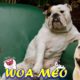 Funniest & Cutest  Puppies - 10 Minutes of Funny Puppy Videos 2022 🐶 - Woa mew #woa mew