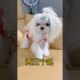 Extremely Funniest Maltese & Cutest Puppies Maltese  Funny Puppies Videos Compilation 41