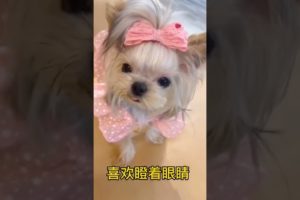 Extremely Funniest Maltese & Cutest Puppies Maltese  Funny Puppies Videos Compilation 93