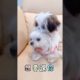 Extremely Funniest Maltese & Cutest Puppies Maltese  Funny Puppies Videos Compilation 79