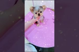 Extremely Funniest Maltese & Cutest Puppies Maltese  Funny Puppies Videos Compilation 8