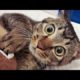 Funny animals - Funny cats / dogs - Funny animal videos 202