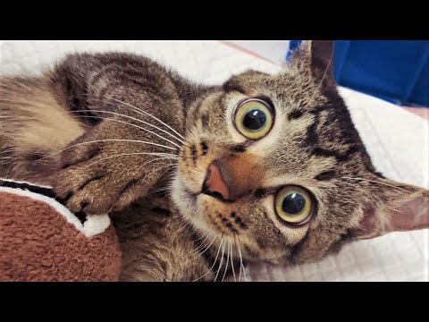 Funny animals - Funny cats / dogs - Funny animal videos 202