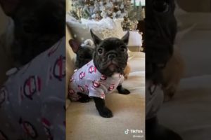 Doggos Doing Funny Things 🐕 Cutest Puppies TikTok Compilation|Shorts#TikTok