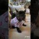 Doggos Doing Funny Things 🐕 Cutest Puppies TikTok Compilation|Shorts#TikTok