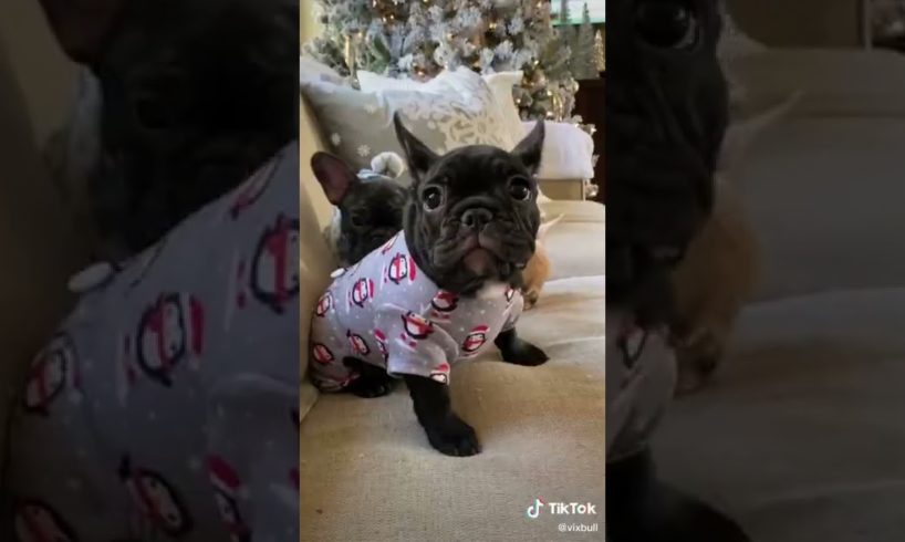 Doggos Doing Funny Things 🐕 Cutest Puppies TikTok Compilation|Shorts#TikTok