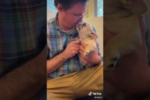 Doggos Doing Funny Things 🐕 Cutest Puppies TikTok Compilation|Shorts#TikTok