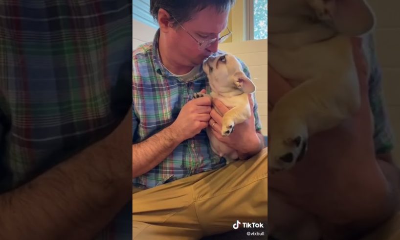 Doggos Doing Funny Things 🐕 Cutest Puppies TikTok Compilation|Shorts#TikTok