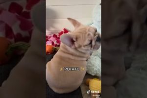 Doggos Doing Funny Things 🐕 Cutest Puppies TikTok Compilation|Shorts#TikTok