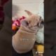 Doggos Doing Funny Things 🐕 Cutest Puppies TikTok Compilation|Shorts#TikTok