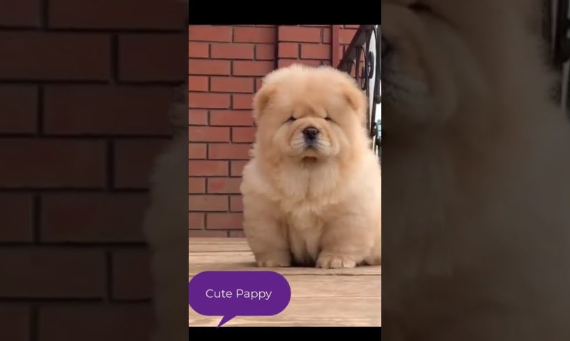 Cute baby animals Videos Compilation cutest moment of the animals - Cutest Puppies #shorts