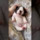 Doggos Doing Funny Things 🐕 Cutest Puppies TikTok Compilation|Shorts#TikTok