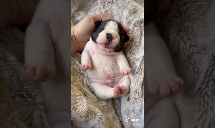 Doggos Doing Funny Things 🐕 Cutest Puppies TikTok Compilation|Shorts#TikTok