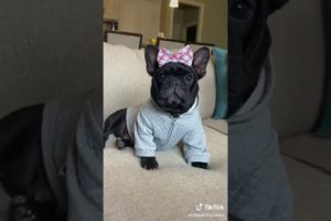 Doggos Doing Funny Things 🐕 Cutest Puppies TikTok Compilation|Shorts#TikTok