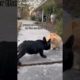 Doggos Doing Funny Things 🐕 Cutest Puppies TikTok Compilation|Shorts#TikTok