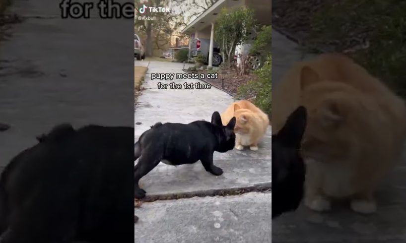 Doggos Doing Funny Things 🐕 Cutest Puppies TikTok Compilation|Shorts#TikTok