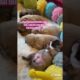 Doggos Doing Funny Things 🐕 Cutest Puppies TikTok Compilation|Shorts#TikTok