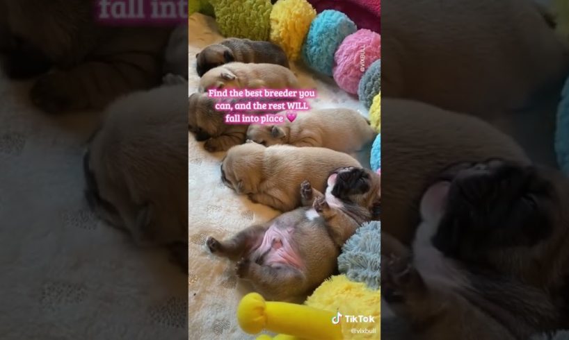 Doggos Doing Funny Things 🐕 Cutest Puppies TikTok Compilation|Shorts#TikTok