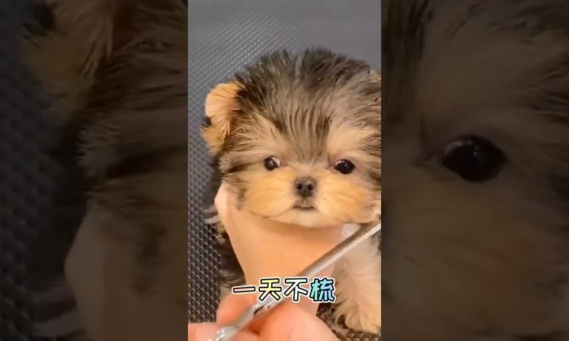 Extremely Funniest Maltese & Cutest Puppies Maltese  Funny Puppies Videos Compilation 53