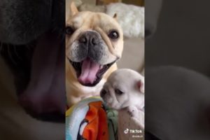 Doggos Doing Funny Things 🐕 Cutest Puppies TikTok Compilation|Shorts#TikTok