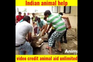 animal rescues| puppies| rescue team saves a dog life #shorts #ytshorts #shortsvideo