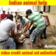 animal rescues| puppies| rescue team saves a dog life #shorts #ytshorts #shortsvideo