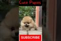 Cute Puppies