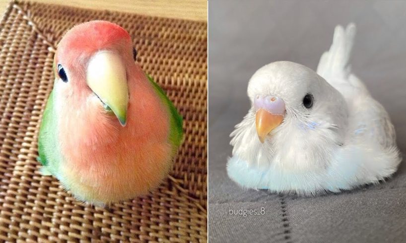 Baby Animals 🔴 Funny Parrots and Cute Birds Compilation (2022) Loros Adorables Recopilación #21
