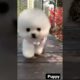 Aww cute puppies Funny moments Cute Pomeranian | Cutest Puppy #shorts #viral #tiktok #trending(4)