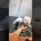 Funniest and Cutest Puppy Dog Videos Compilation | Amazing Dog Videos - #Shorts