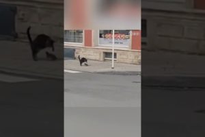 Funny Videos 2022 | Instant Regret | Fails Of The Week | Fail Compilation 2022 |  #short #12