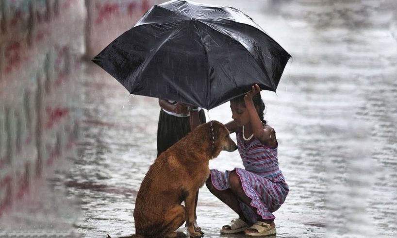 Emotional Animal Rescue Videos That We Should Not Miss a Moment [Part 5]