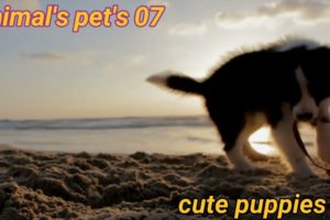 Cute baby animals Videos Compilation cutest moment of the animals - Cutest Puppies #2