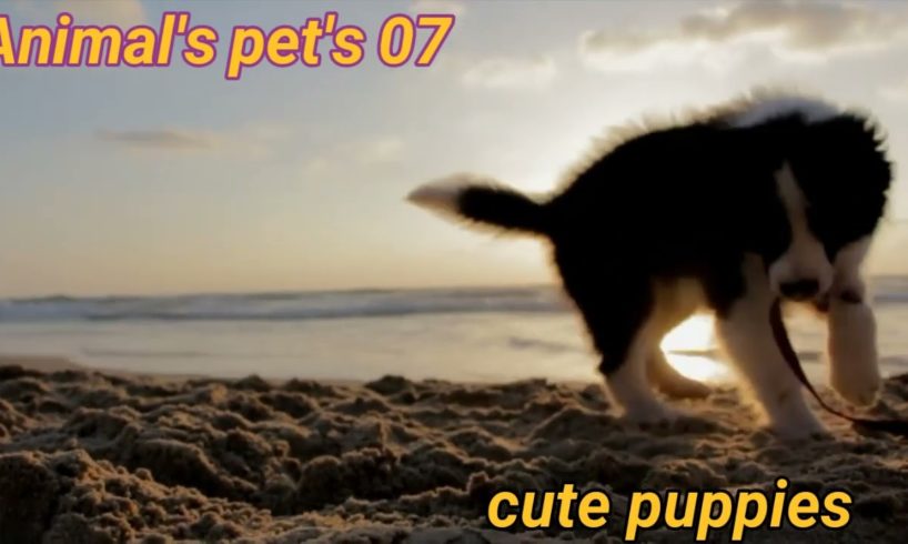 Cute baby animals Videos Compilation cutest moment of the animals - Cutest Puppies #2