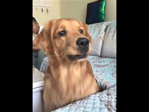 Funniest & Cutest Puppies - Funny Puppy Videos | Cute and Funny Dog Videos | Minutes of Funny Puppy