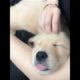 Funniest & Cutest Puppies - Funny Puppy Videos | Cute and Funny Dog Videos | Minutes of Funny Puppy