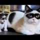 Funny animals - Funny cats / dogs - Funny animal videos 217