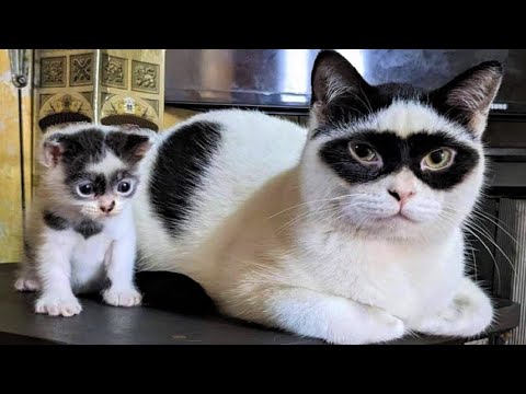 Funny animals - Funny cats / dogs - Funny animal videos 217